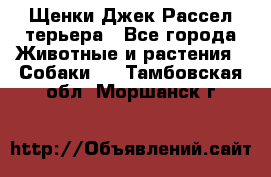 Щенки Джек Рассел терьера - Все города Животные и растения » Собаки   . Тамбовская обл.,Моршанск г.